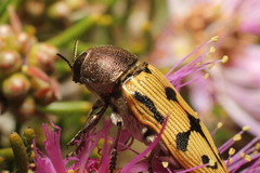 Castiarina simulata