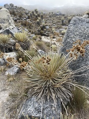 Espeletia