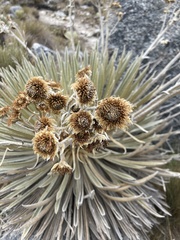 Espeletia