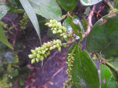Antidesma venosum