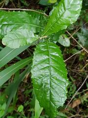 Brachylaena transvaalensis