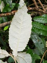 Brachylaena transvaalensis