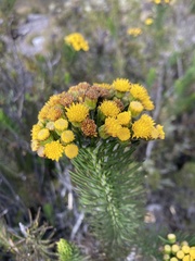 Pentacalia