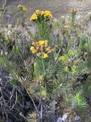 Pentacalia