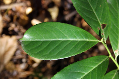 Prunus laurocerasus