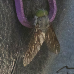 Scaptia auriflua