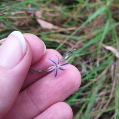 Caesia parviflora vittata