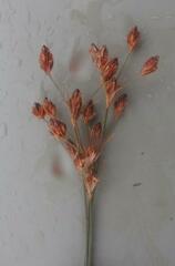 Bulbostylis burchellii