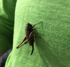 Metrioptera brachyptera