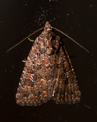 Hypoperigea tonsa