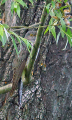 Cuculus canorus