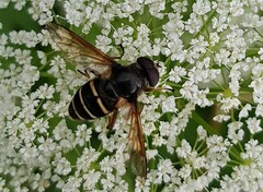 Sericomyia nigra