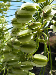 Laserpitium gallicum