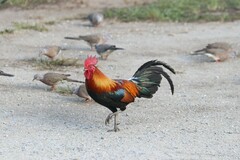 Gallus gallus spadiceus