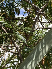 Amazona ochrocephala