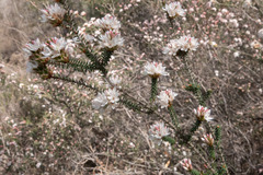 Calytrix alpestris