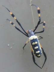 Trichonephila senegalensis annulata