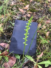 Microtis unifolia