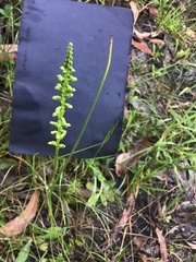 Microtis unifolia