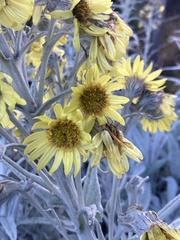 Senecio niveoaureus
