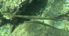 Aulostomus maculatus