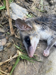 Didelphinae