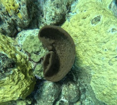 Ircinia campana