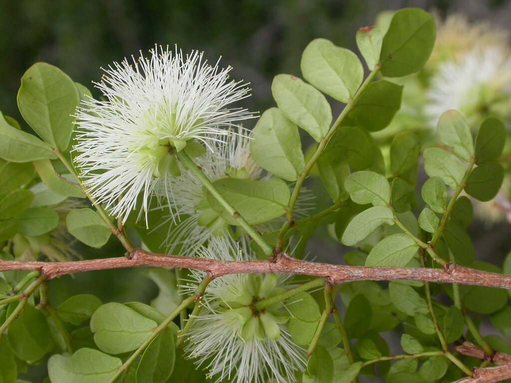 Viguieranthus scottianus