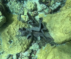 Callyspongia aculeata