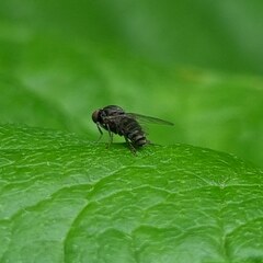 Lindneromyia dorsalis