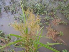 Cyperus fastigiatus