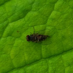 Lindneromyia dorsalis