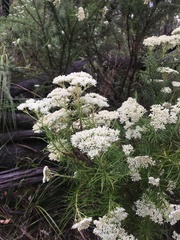 Cassinia aculeata