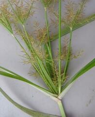 Cyperus fastigiatus