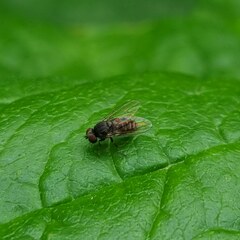 Lindneromyia dorsalis