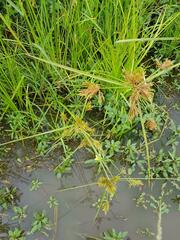 Cyperus polystachyos polystachyos