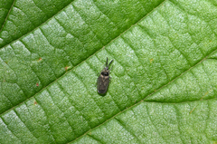 Dictyonota strichnocera