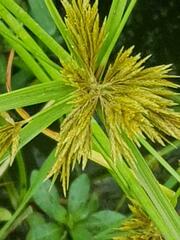 Cyperus polystachyos polystachyos