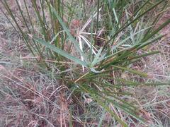 Cyperus sexangularis