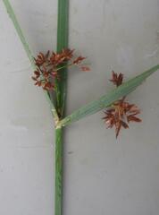 Cyperus sexangularis