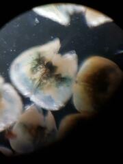 Cyprididae