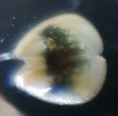 Cyprididae
