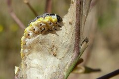 Evergestis extimalis