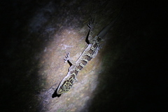 Cyrtodactylus doisuthep