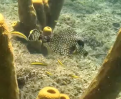 Lactophrys bicaudalis