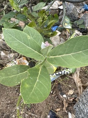 Calotropis
