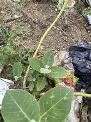 Calotropis