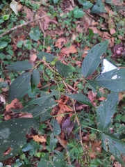 Dendrolobium triangulare