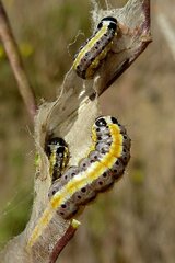 Evergestis extimalis