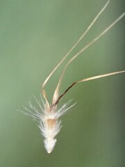 Rytidosperma setaceum